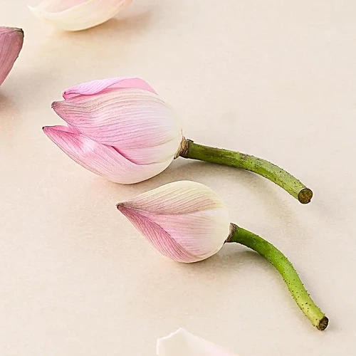 Hoovu Fresh Lotus