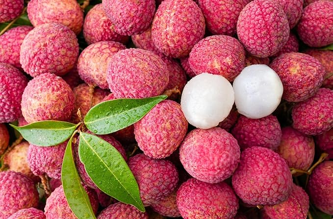 Lichi Plant Hybrid All Season, Fruit After 2-3 Year Live Lychee fruits Lichi chettu Plant